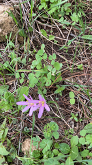 Colchicum