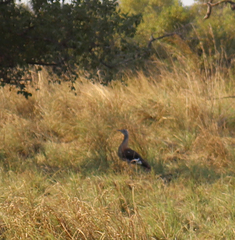 Neotis denhami denhami