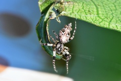 Cyclosa confusa