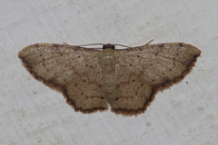 Idaea craspedota