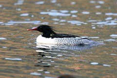 Mergus squamatus