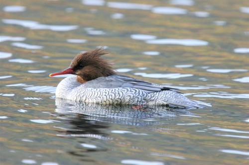 Scaly-sided Merganser