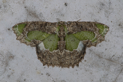 Eucyclodes discipennata