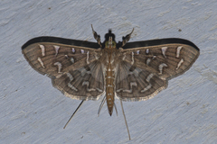 Polythlipta