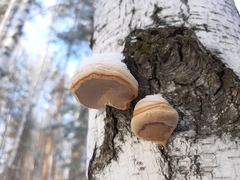Fomes fomentarius
