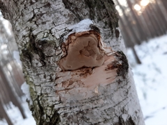 Fomes fomentarius