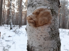 Fomes fomentarius