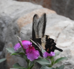 Pachliopta liris