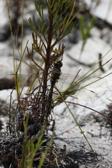 Pinheyschna subpupillata