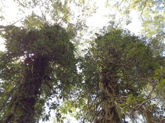 Hydrangea integrifolia