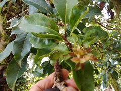 Hydrangea integrifolia