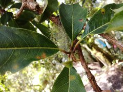 Hydrangea integrifolia