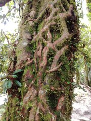 Hydrangea integrifolia
