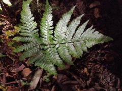 Dryopteris formosana