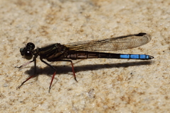Platycypha fitzsimonsi