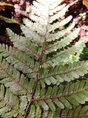 Dryopteris formosana