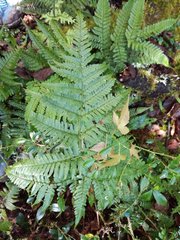 Dryopteris formosana