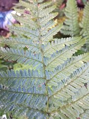Dryopteris formosana