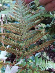 Dryopteris formosana