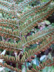 Dryopteris formosana