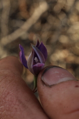 Thelymitra macrophylla