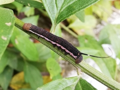 Isognathus scyron