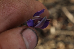 Thelymitra macrophylla