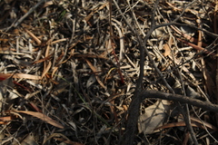 Thelymitra macrophylla