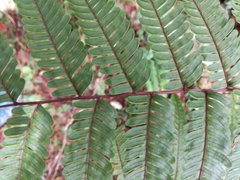 Pteris setulosocostulata