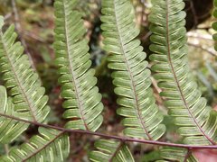 Pteris setulosocostulata