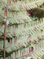 Pteris setulosocostulata