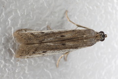 Phycitodes binaevella