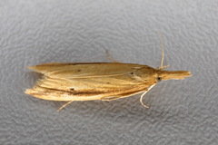 Donacaula forficella