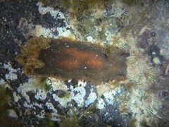 Dendrodoris nigra