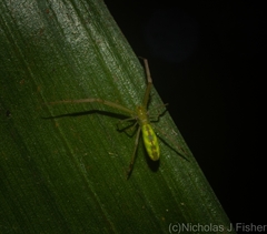 Miagrammopes flavus