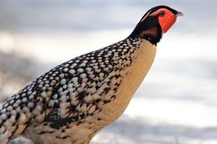 Tragopan caboti