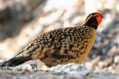 Tragopan caboti