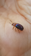 Platymela sticticollis