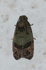 Sorolopha