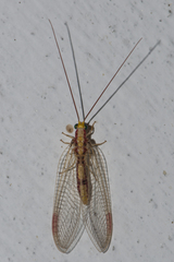Italochrysa