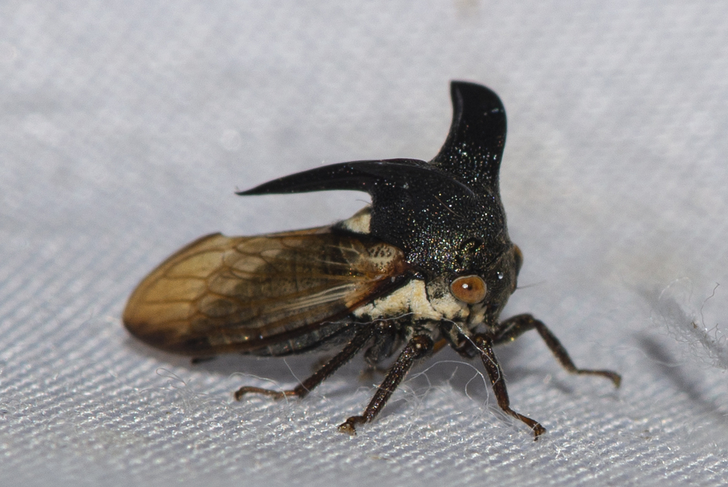 Leptocentrus major