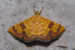 Isocentris filalis