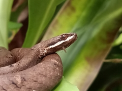 Psammodynastes pulverulentus