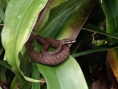 Psammodynastes pulverulentus