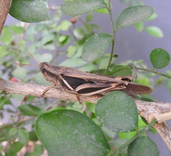 Stenocatantops exinsula