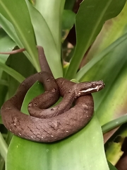 Psammodynastes pulverulentus