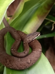 Psammodynastes pulverulentus