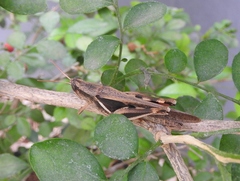 Stenocatantops exinsula