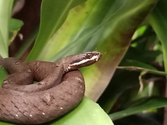 Psammodynastes pulverulentus