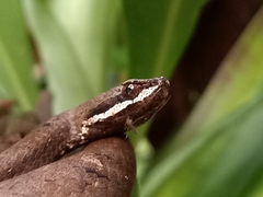 Psammodynastes pulverulentus